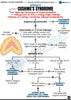 Endocrinology USMLE Step 2 CK Book